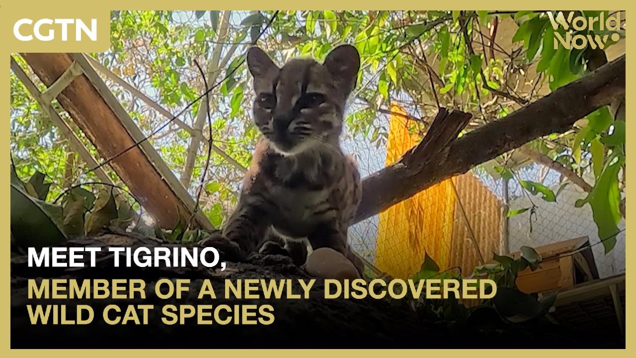 Meet Tigrino, member of a newly discovered wild cat species