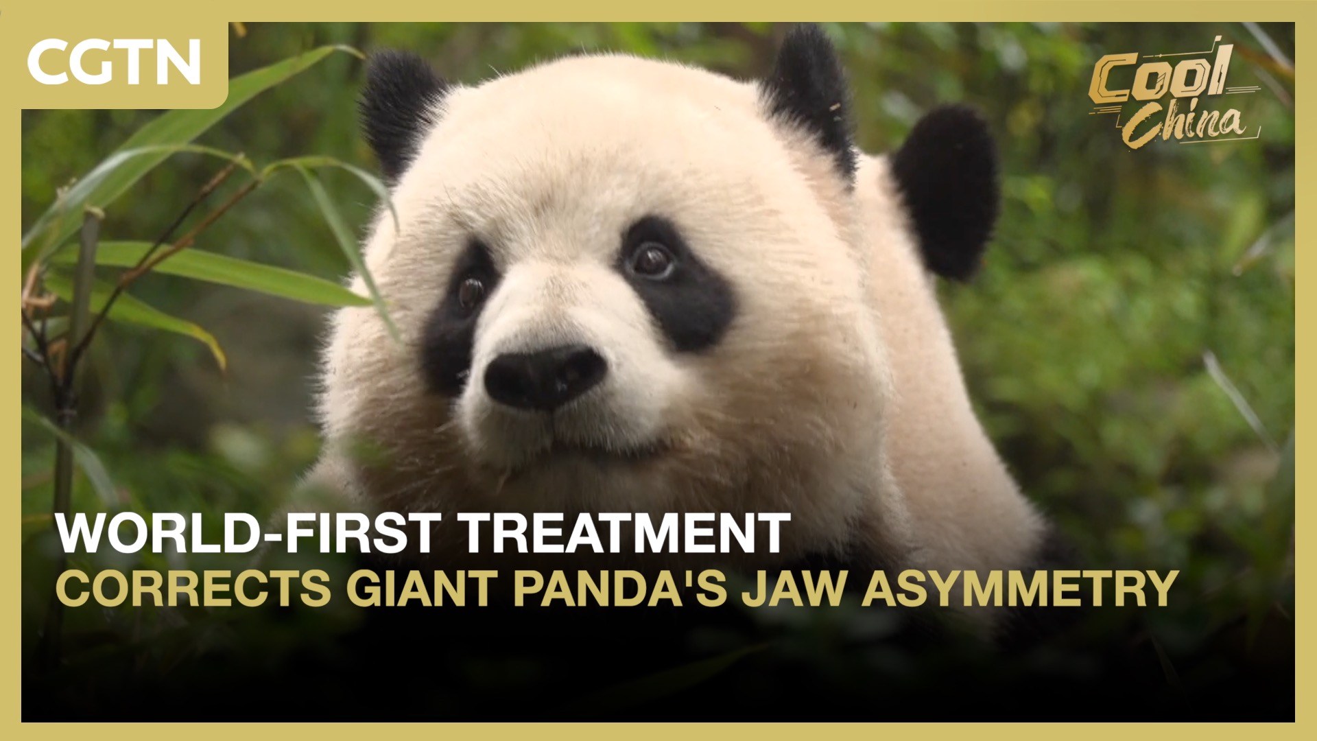 World-first treatment corrects giant panda's jaw asymmetry