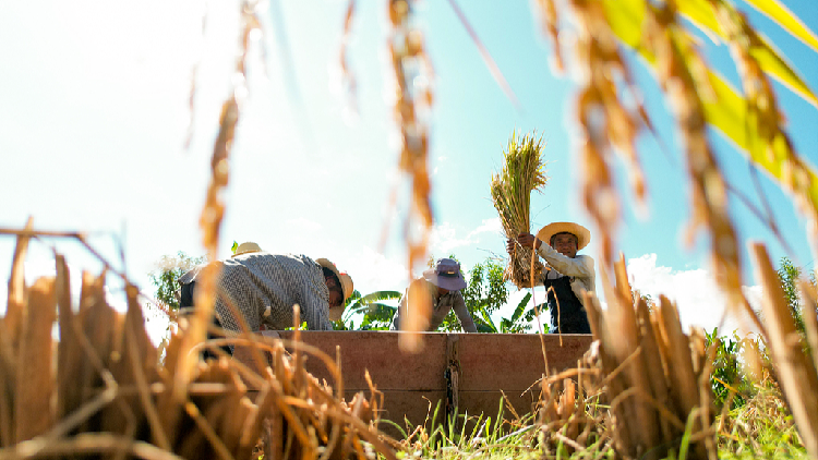 China to see annual grain output exceed 4.5 trln yuan during 2026-2030