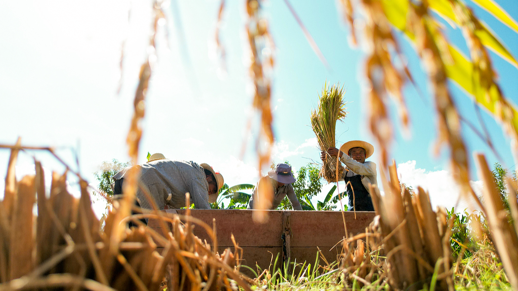 Farmers harvest rice in Xishan Village, Nanjian Township, southwest China's Yunnan Province, September 20, 2026. /VCG