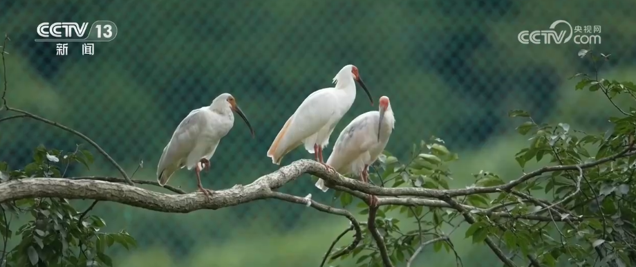 Crested ibises in the Xiaolongshan forest area, Tianshui City, Gansu Province, northwest China, September 20, 2026. /VCG