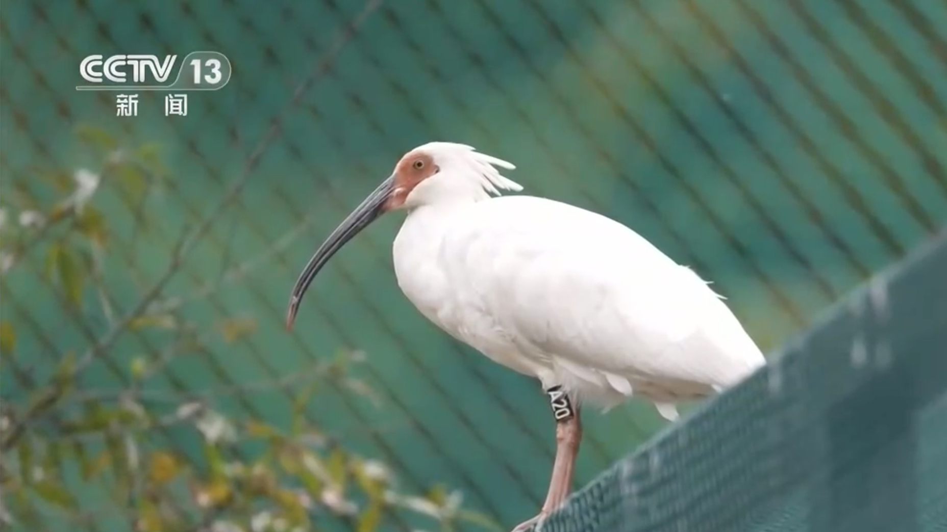 A crested ibis in the acclimatization enclosure in the Xiaolongshan forest area, Tianshui City, Gansu Province, northwest China, September 20, 2026. /VCG