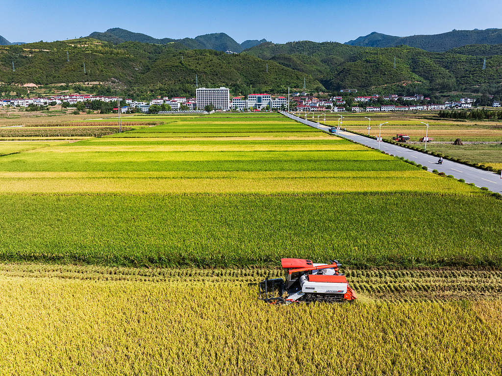 A farmer drives a combine harvester to gather rice in Xiangyang, Hubei Province, China, on September 7, 2026. /VCG