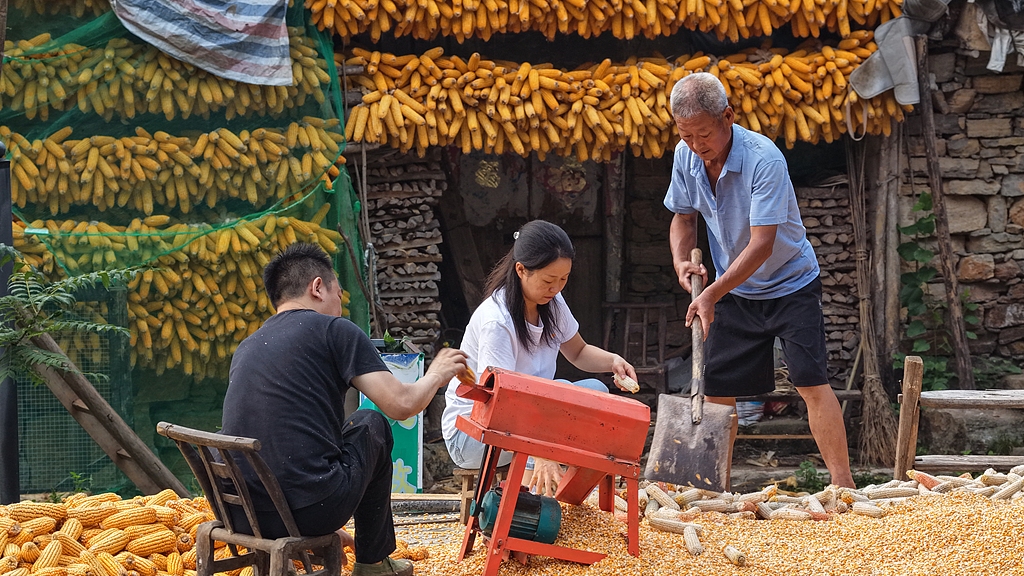 Tourists experience mechanical corn threshing in Manyun Village, a nationally recognized traditional village in Xiangyang, Hubei Province, on August 28, 2026. /VCG