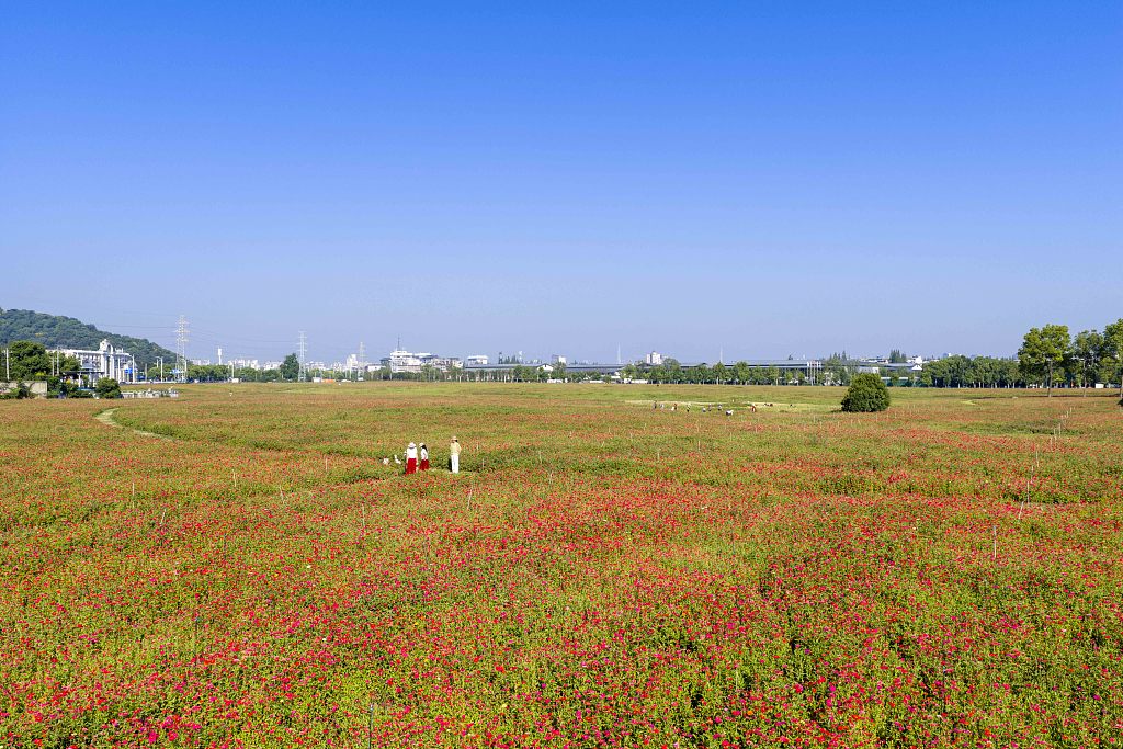 A field of zinnias is in full bloom near Nanhu Square, drawing residents to enjoy the flowers and take photos in Xiangyang, Hubei Province on September 5, 2026. /VCG