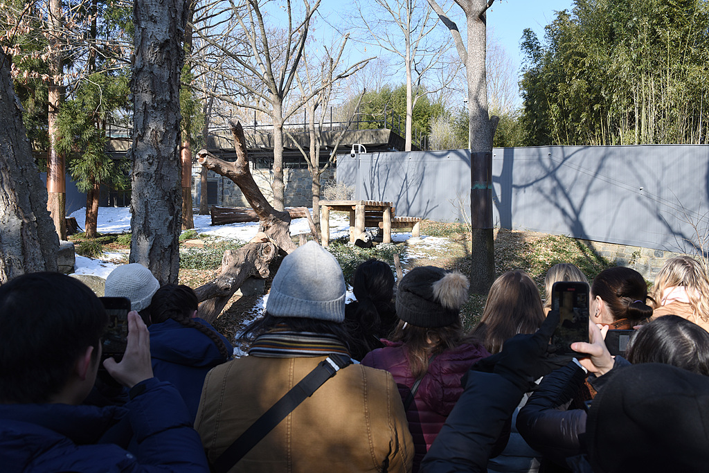 Visitors watch Bao Li and Qing Bao at the Smithsonian’s National Zoo on January 24, 2025 in Washington, D.C., United States. /VCG