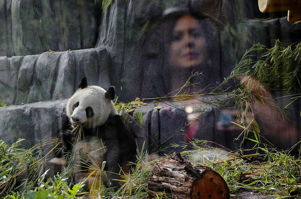Xin Bao is observed by a visitor reflected on the glass surrounding Panda Ridge at the San Diego Zoo on August 7, 2024 in San Diego, California. /VCG
