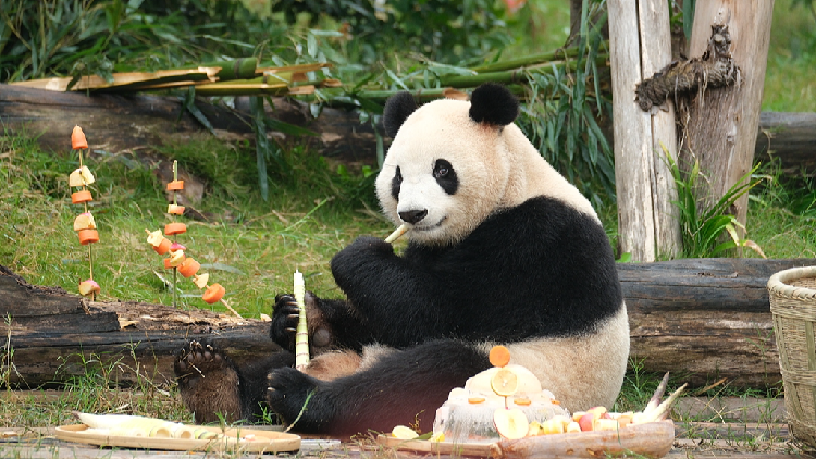在美國哪裡可以找到大貓熊