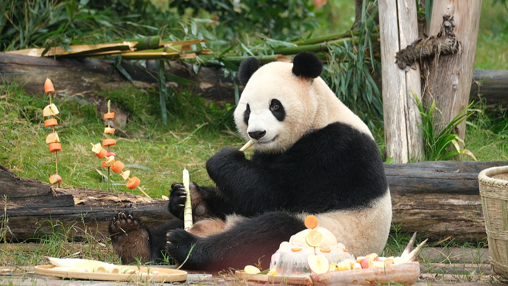 Fu Shuang enjoys a birthday feast prepared by the keepers at the Chengdu Research Base of Giant Panda Breeding on October 18, 2023 in Chengdu, Sichuan Province, China. /VCG