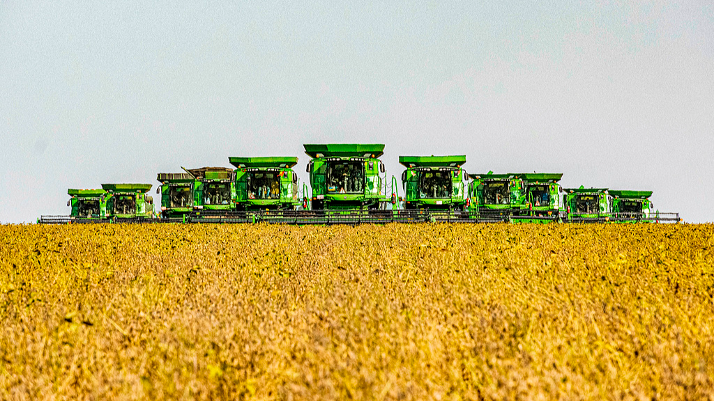 Large combine harvesters work in tandem to collect grain in a farmland in northeast China's Heilongjiang Province, September 29, 2020. /VCG