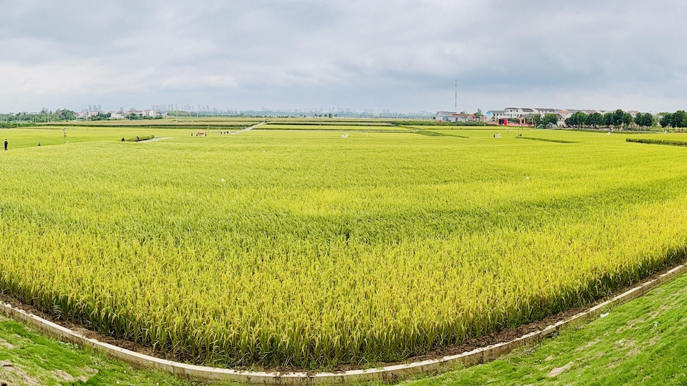Live: Celebrating farmers' harvest festival in Zaoyang, when smart farming meets tradition