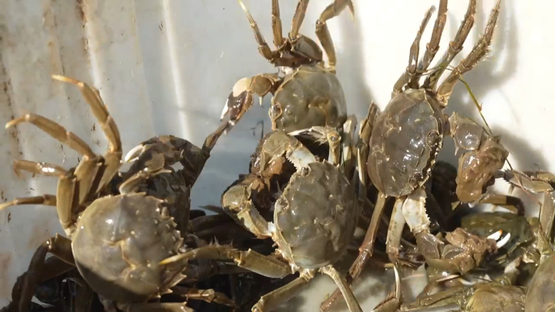Ningxia marks crab harvest as aquaculture restores saline-alkali land