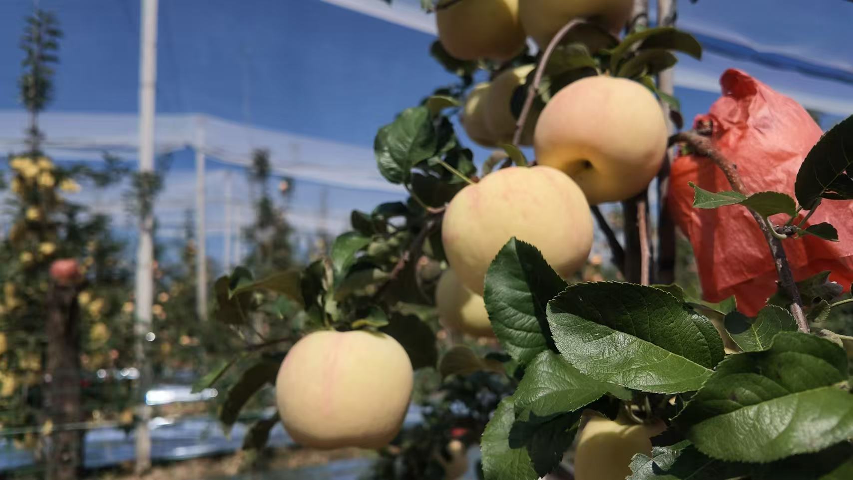 Space apples of Yan'an: From the Long March to the space journey