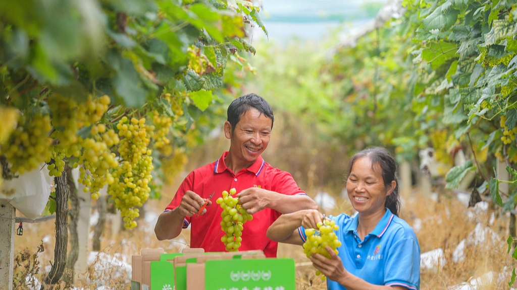 Fruit farmers pick grapes in Dao County, central China's Hunan Province, September 19, 2026. /VCG