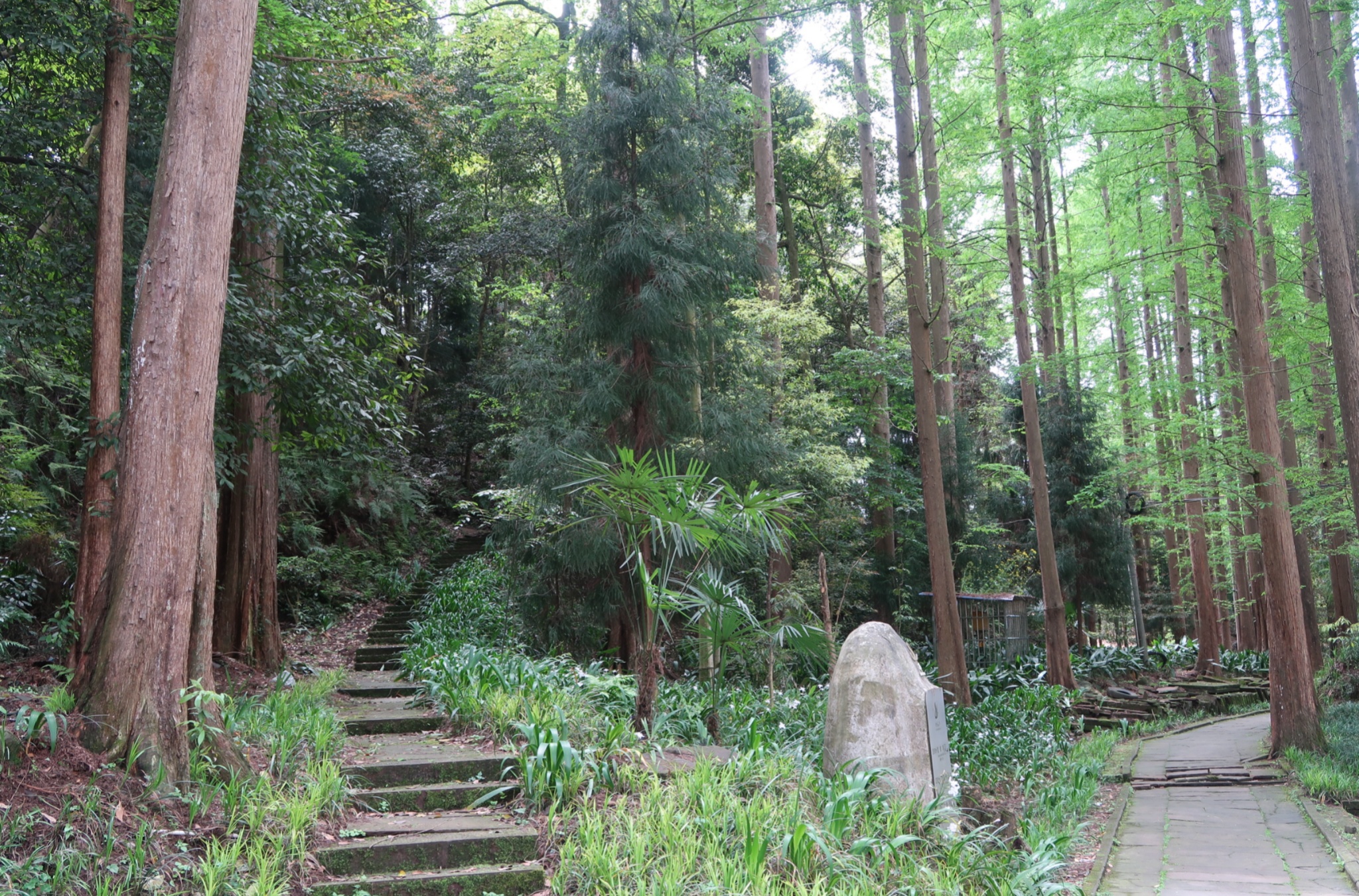 Mid-Autumn Approaching: Jinfeng Temple, Where Scenery Meets Cultural Memory