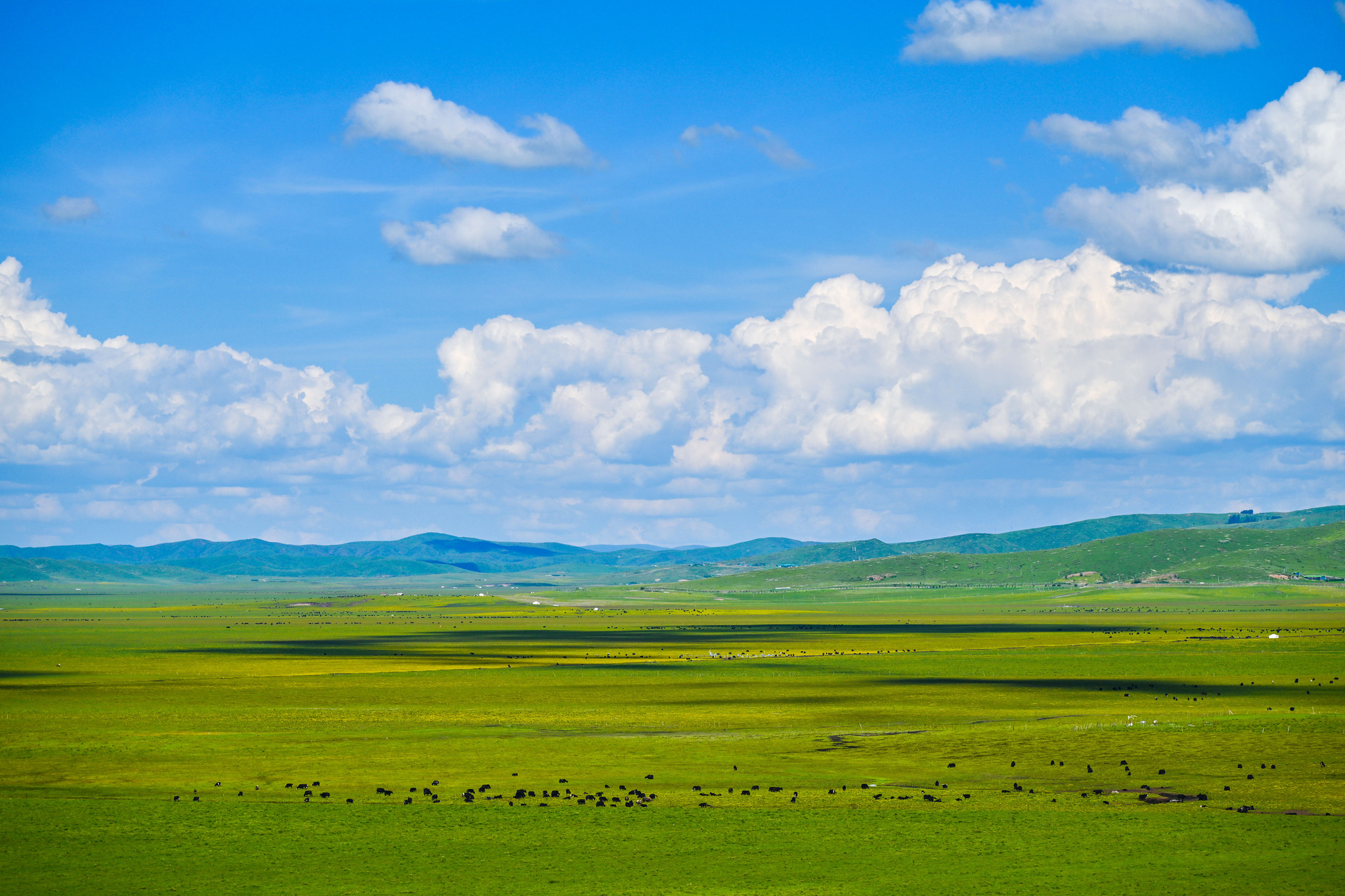 The Riganqiao Wetland in Hongyuan County, Sichuan Province, China, July 8, 2026. /VCG