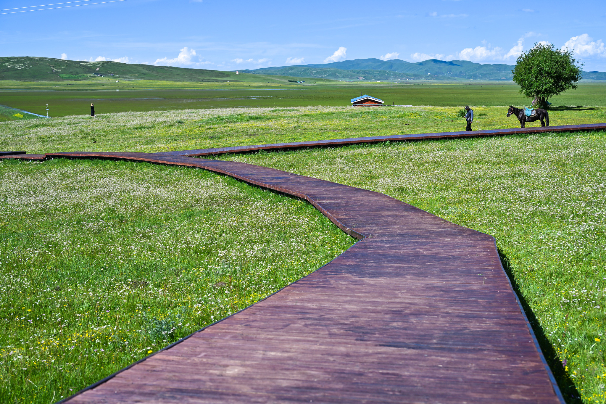The Riganqiao Wetland in Hongyuan County, Sichuan Province, China, July 8, 2026. /VCG