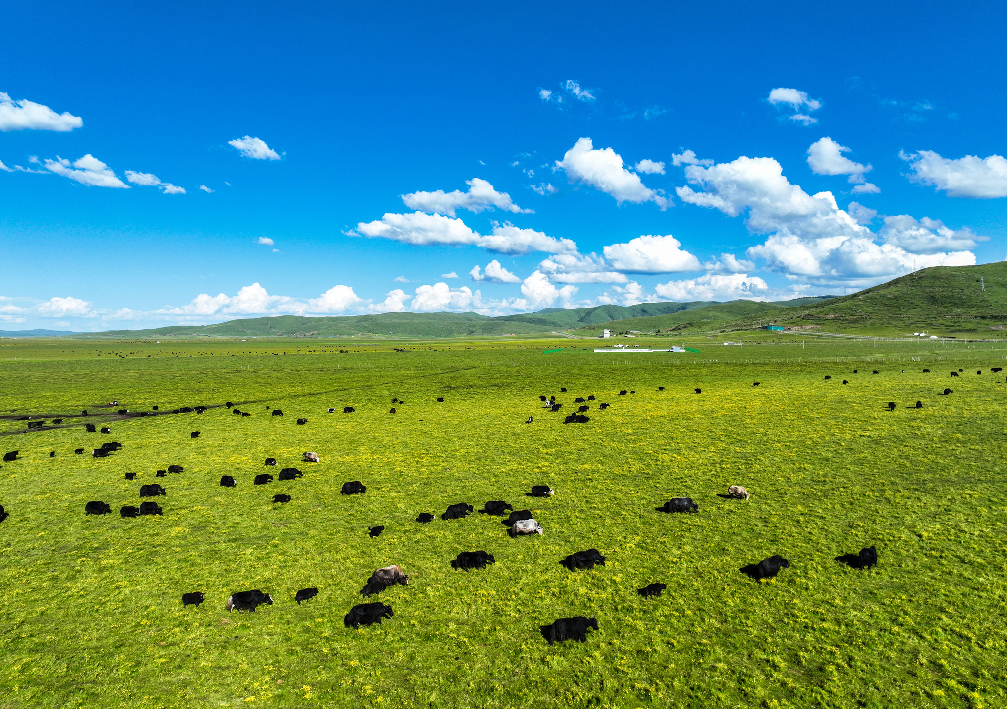 The Riganqiao Wetland in Hongyuan County, Sichuan Province, China, July 8, 2026. /VCG