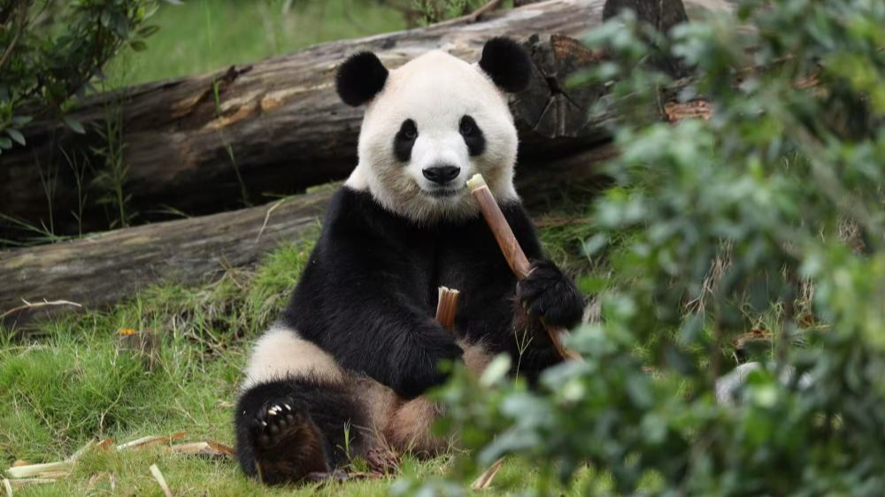China to send 2 giant pandas to Zoo Atlanta in the US