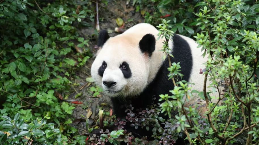 Giant panda Ping Ping will soon relocate to Atlanta in the US from Chengdu in China. /CRBGPB