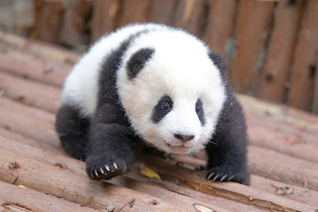 A giant panda cub during playtime at the CRBGPB, November 10, 2022. /VCG