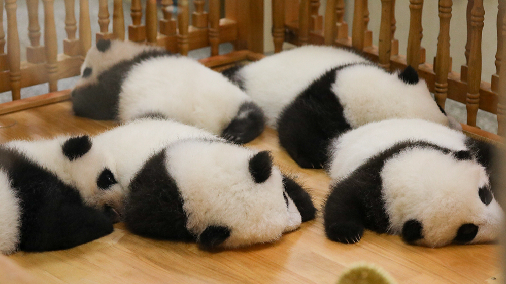 Several giant panda cubs take a nap at the CRBGPB, October 9, 2022. /VCG