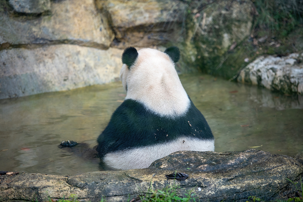 A giant panda sits in a pond at the CRBGPB, May 16, 2026. /VCG