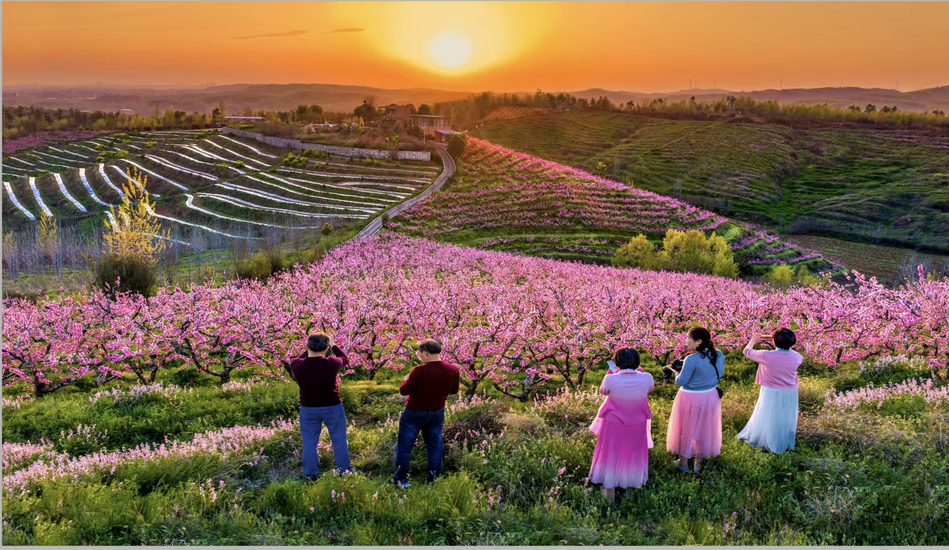 China's harvest season: where tradition meets agricultural innovation