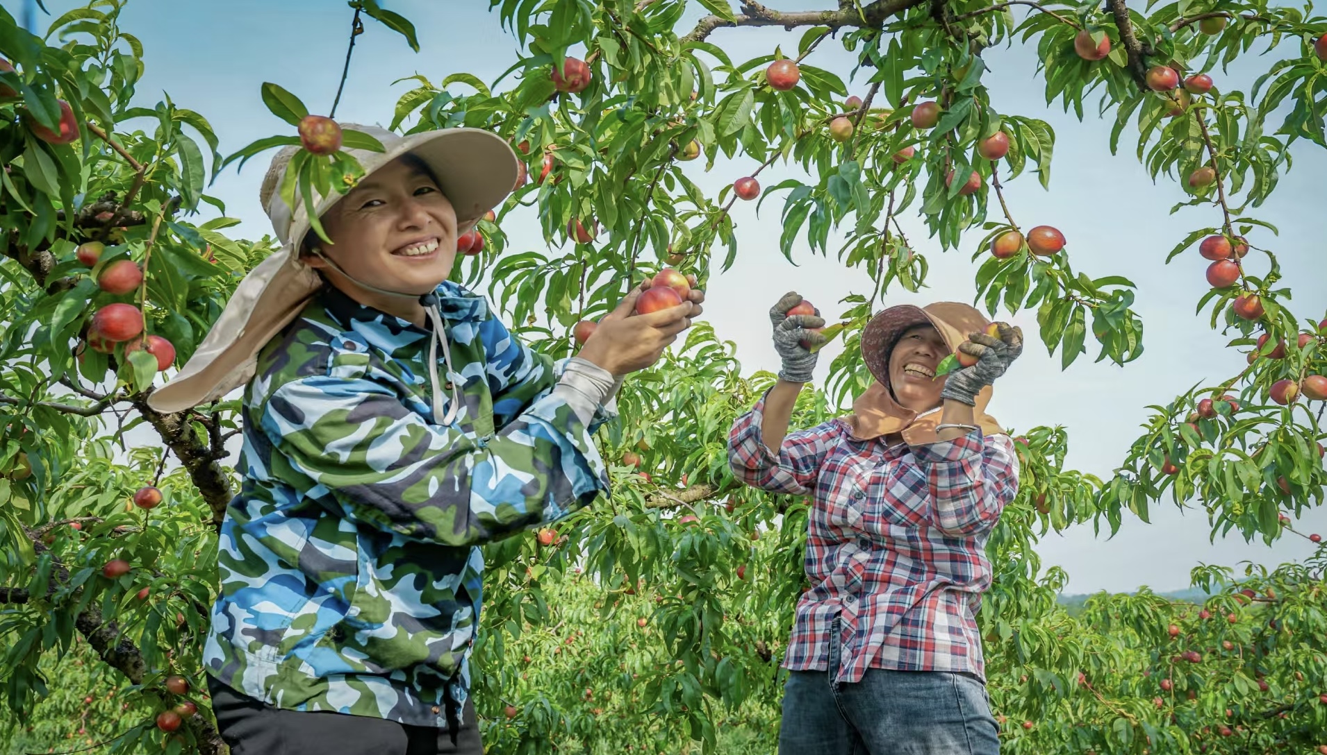 China's harvest season: where tradition meets agricultural innovation