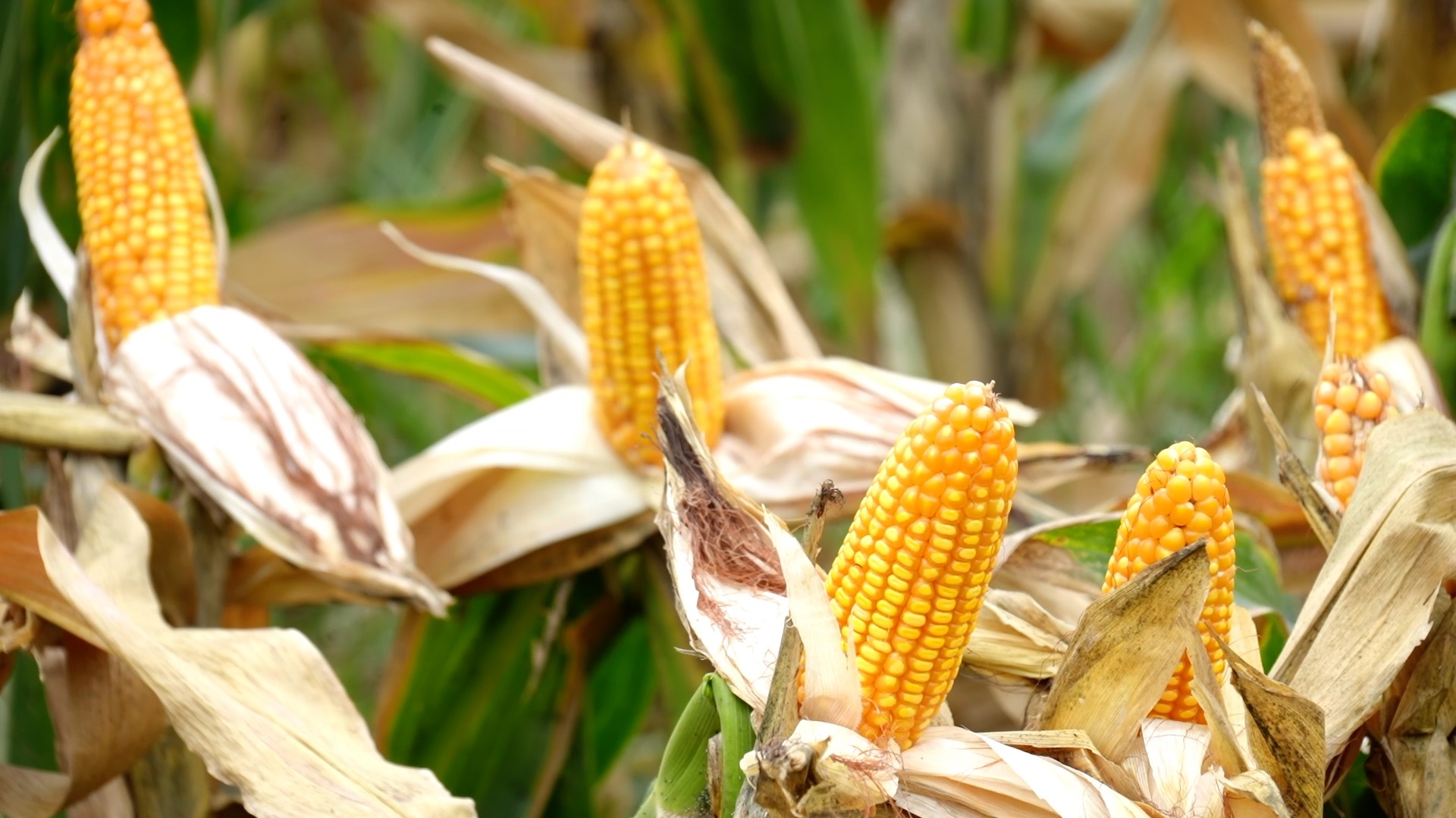 China's harvest season: where tradition meets agricultural innovation