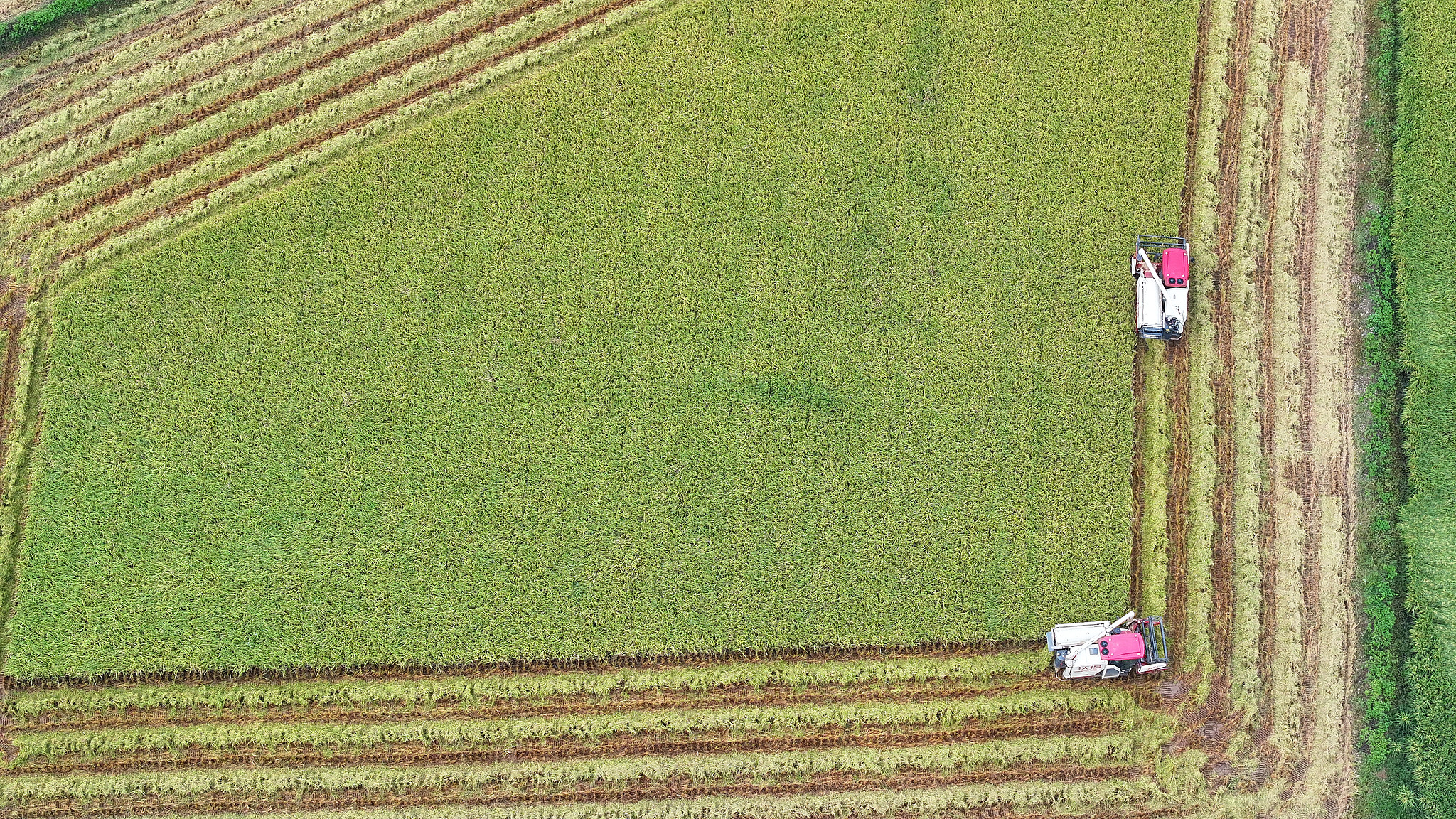 China's harvest season: where tradition meets agricultural innovation