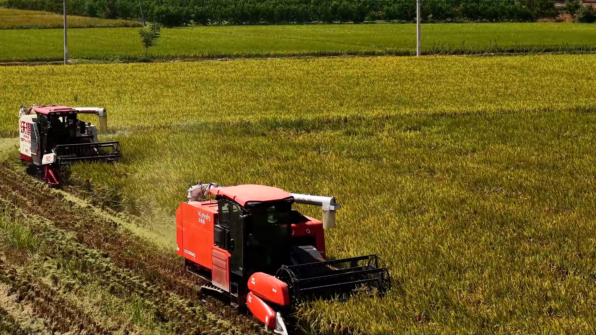China's harvest season: where tradition meets agricultural innovation