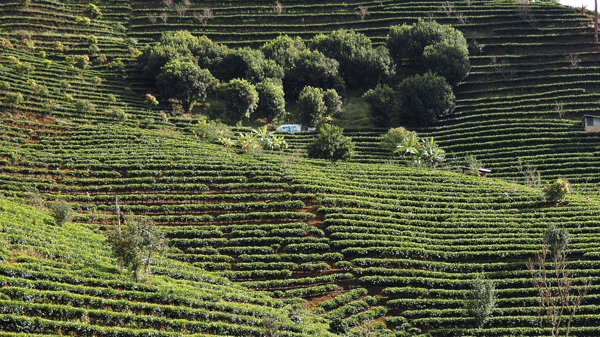 Live: Pu'er Tea Horse Road in Yunnan, where ancient trails embrace Dingbo Lake