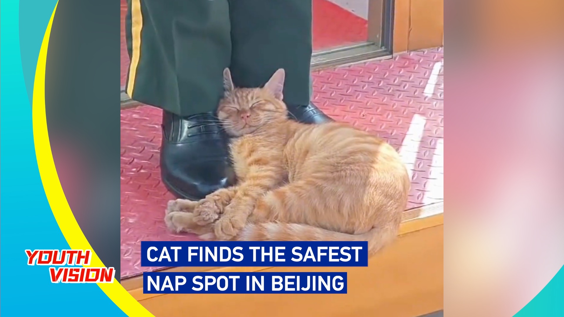 Cat finds the safest nap spot in Beijing