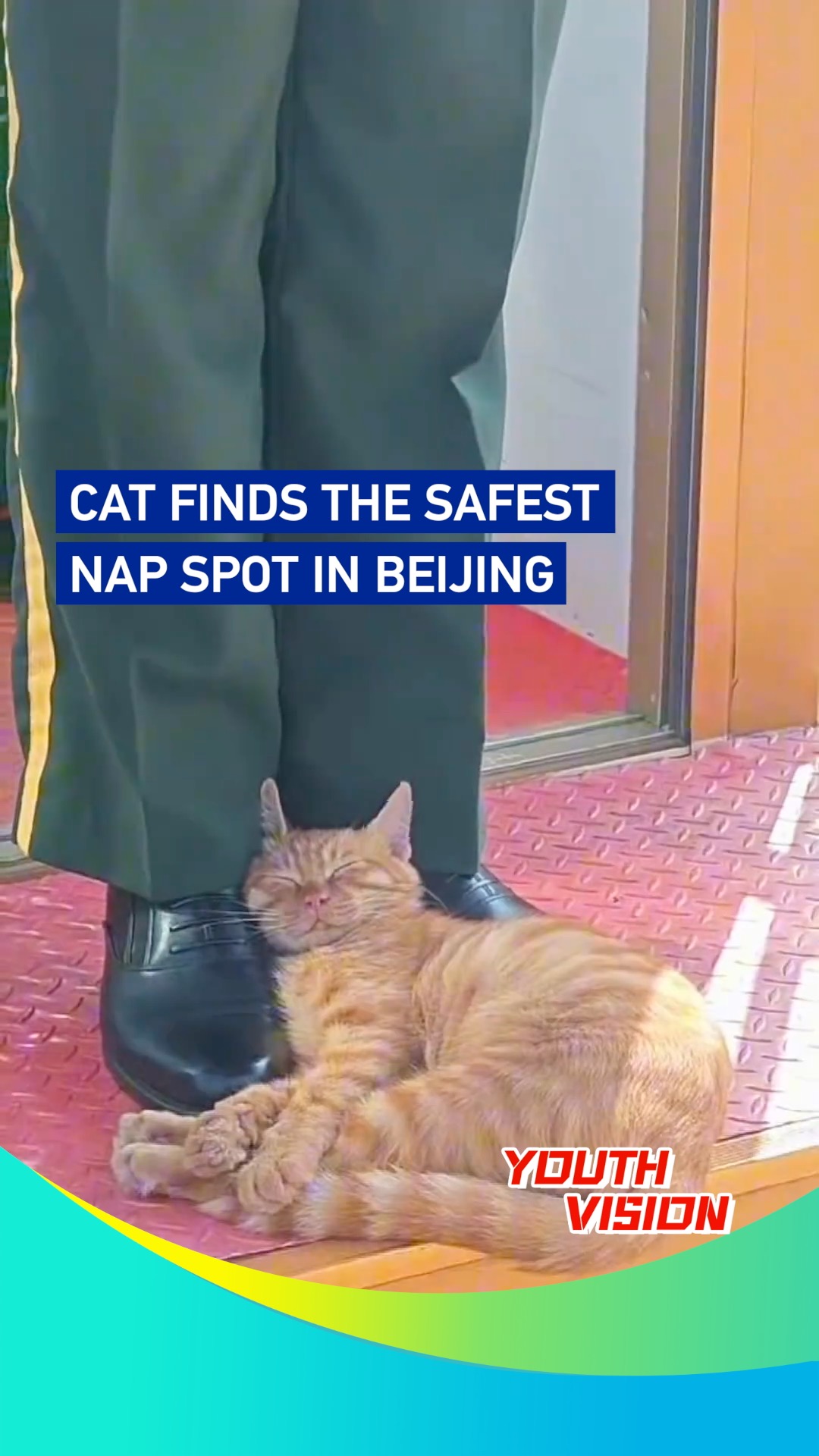 Cat finds the safest nap spot in Beijing