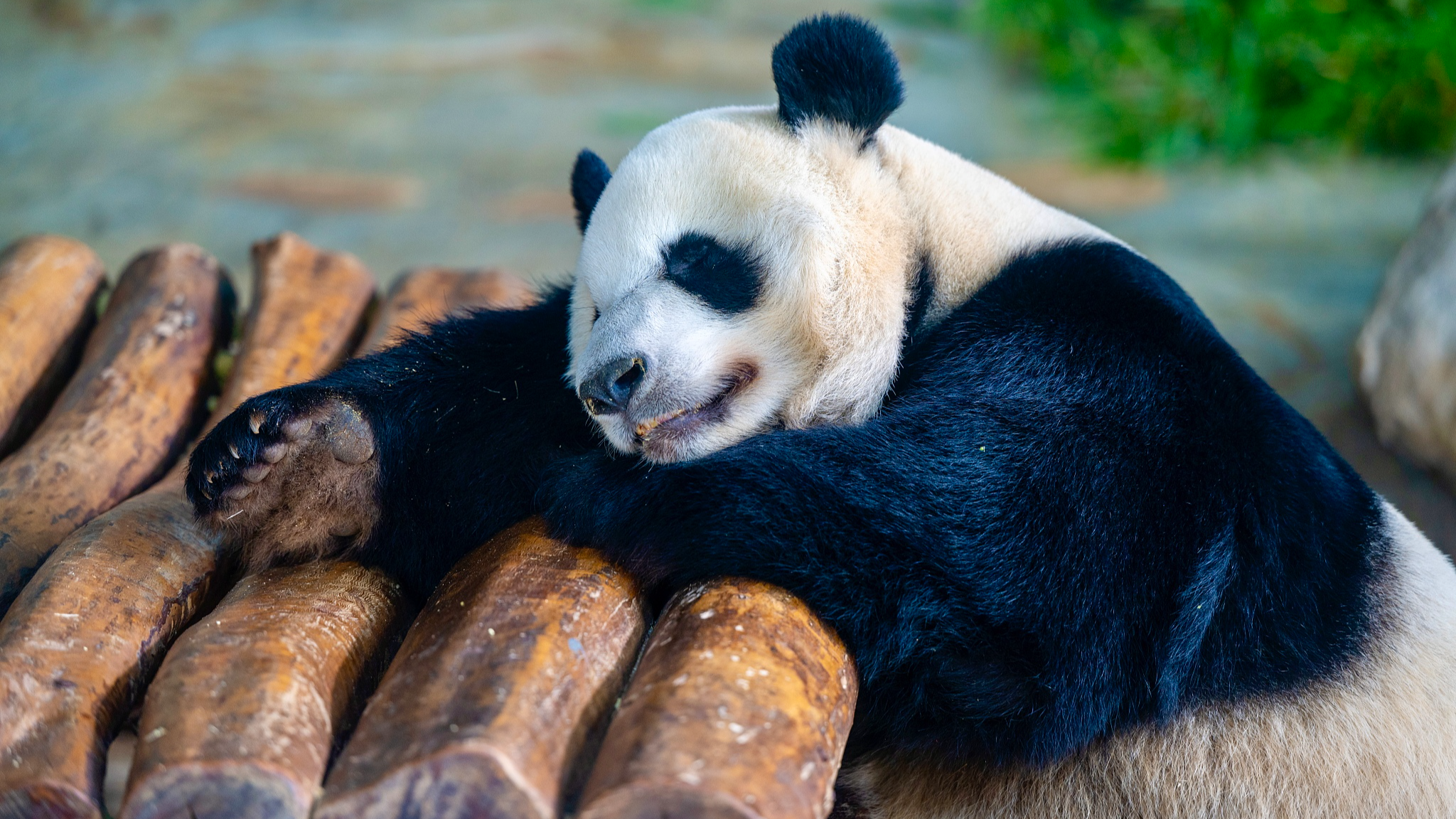 Live: Meet Hainan's beloved giant panda brothers Gong Gong and Shun Shun