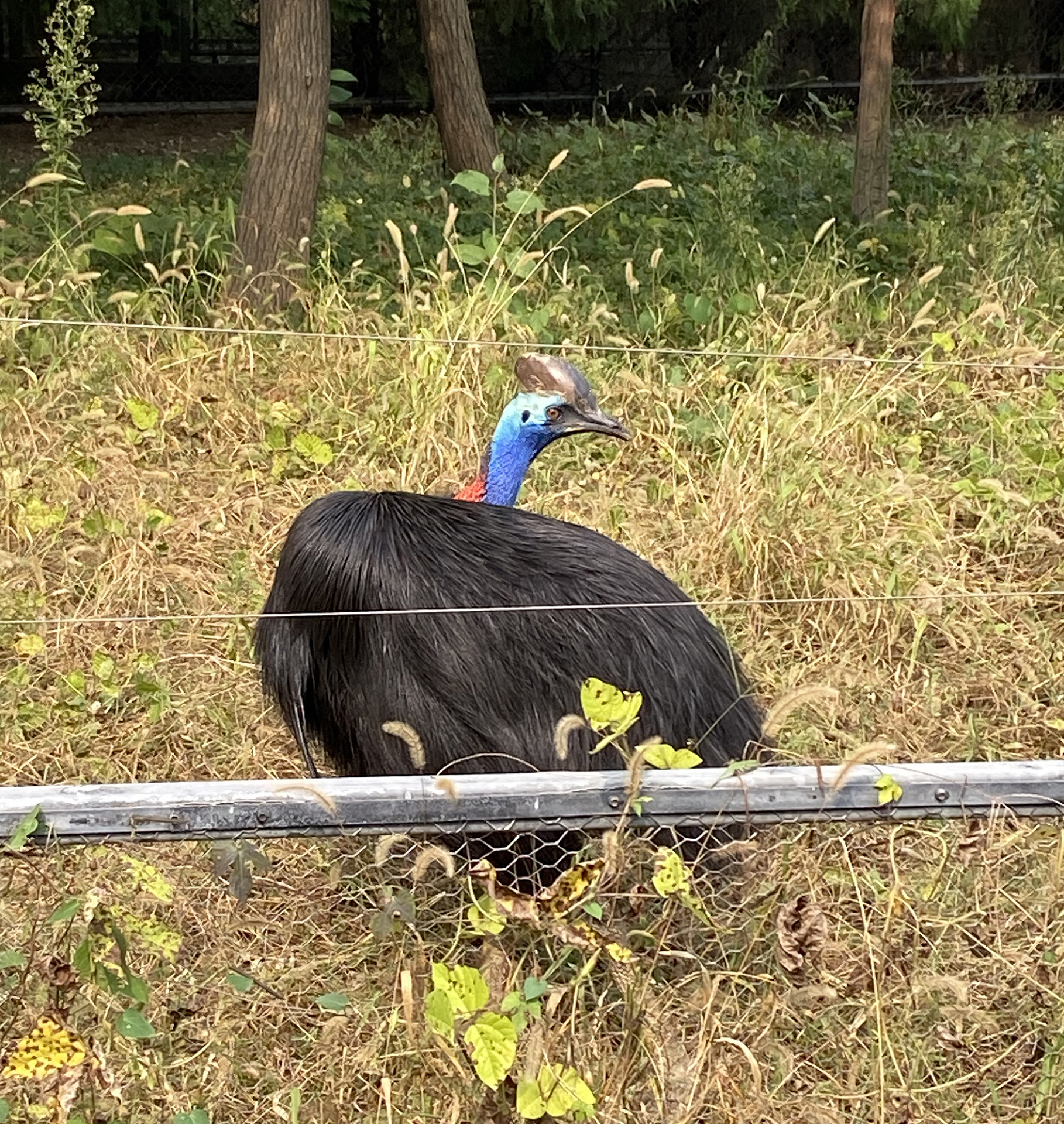 A cassowary is seen at Tangshan Zoo in Hebei Province on September 26, 2026. /CGTN