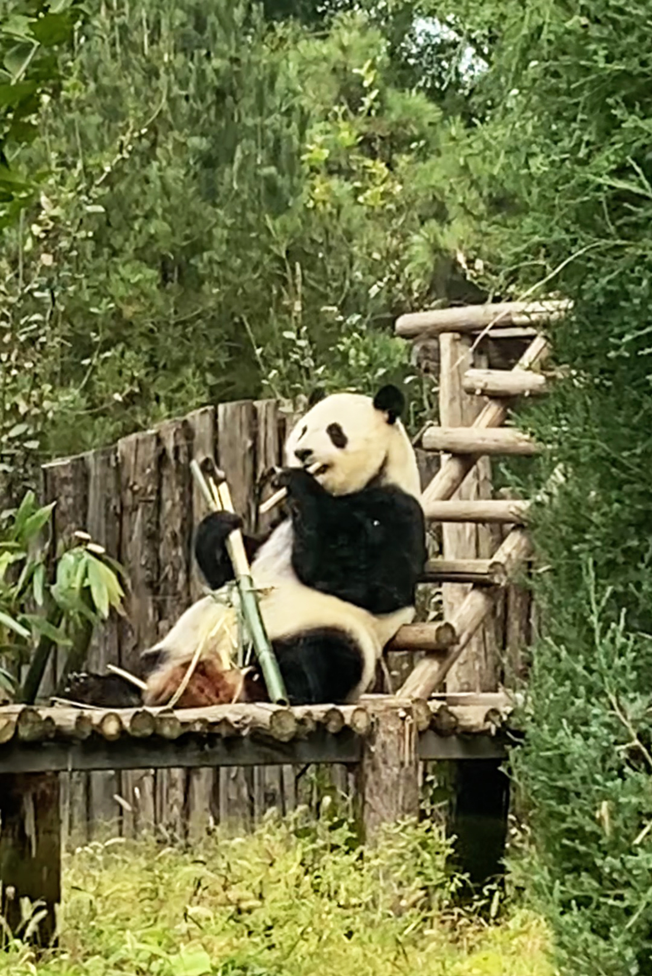A giant panda is seen at Tangshan Zoo in Hebei Province on September 26, 2026. /CGTN