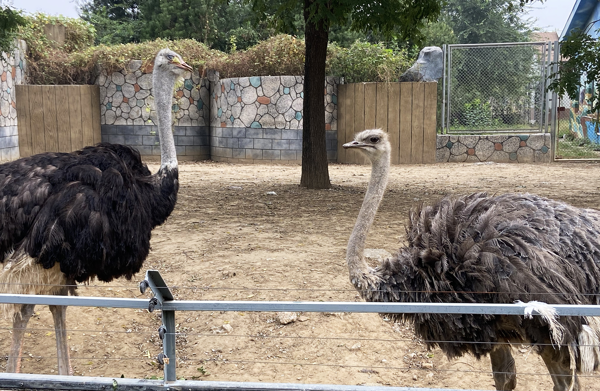Two ostriches are seen at Tangshan Zoo in Hebei Province on September 26, 2026. /CGTN