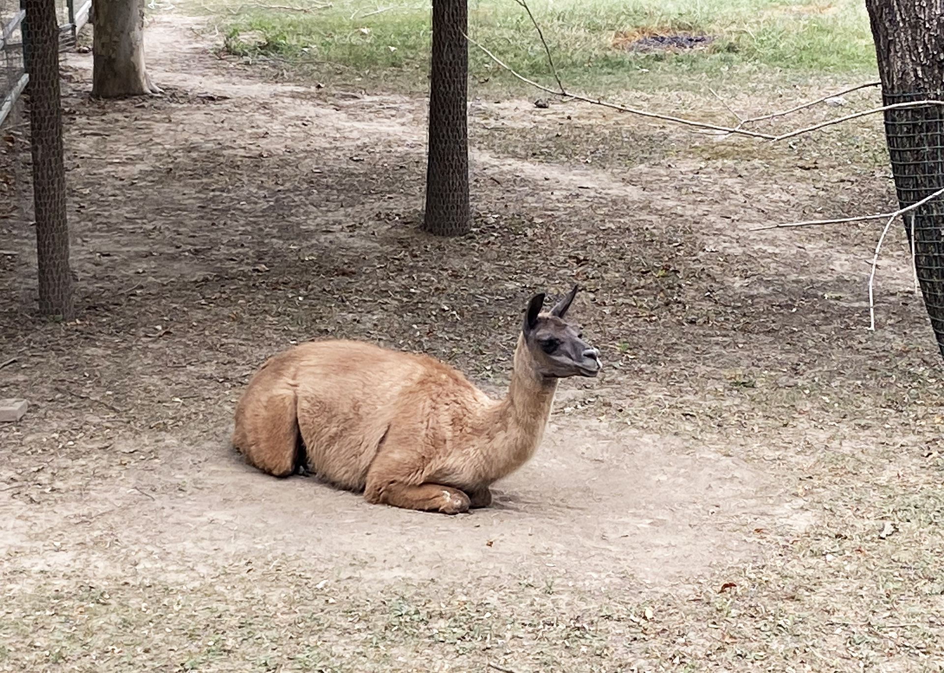 An alpaca is seen at Tangshan Zoo in Hebei Province on September 26, 2026. /CGTN