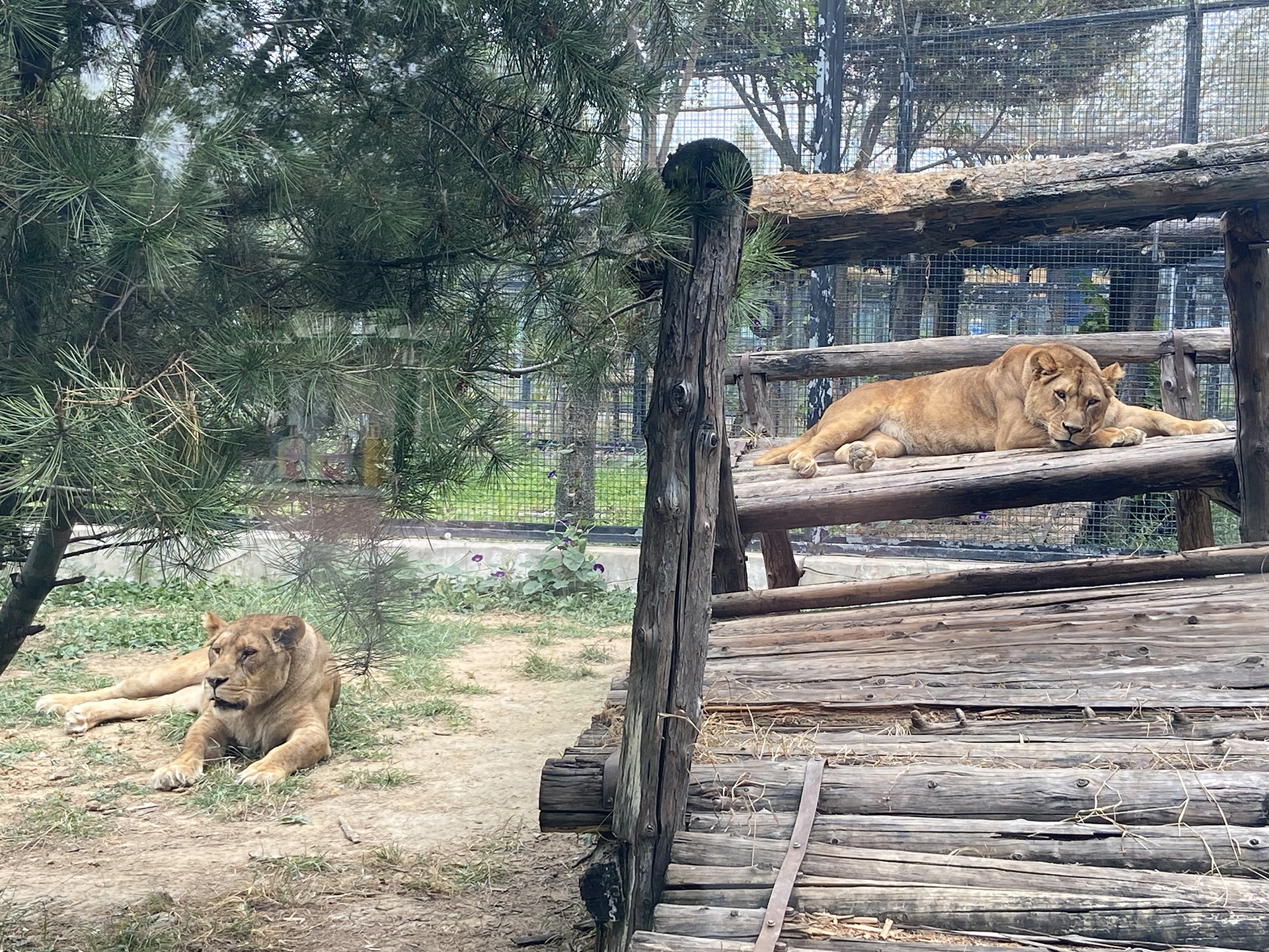 Two lions are seen at Tangshan Zoo in Hebei Province on September 26, 2026. /CGTN