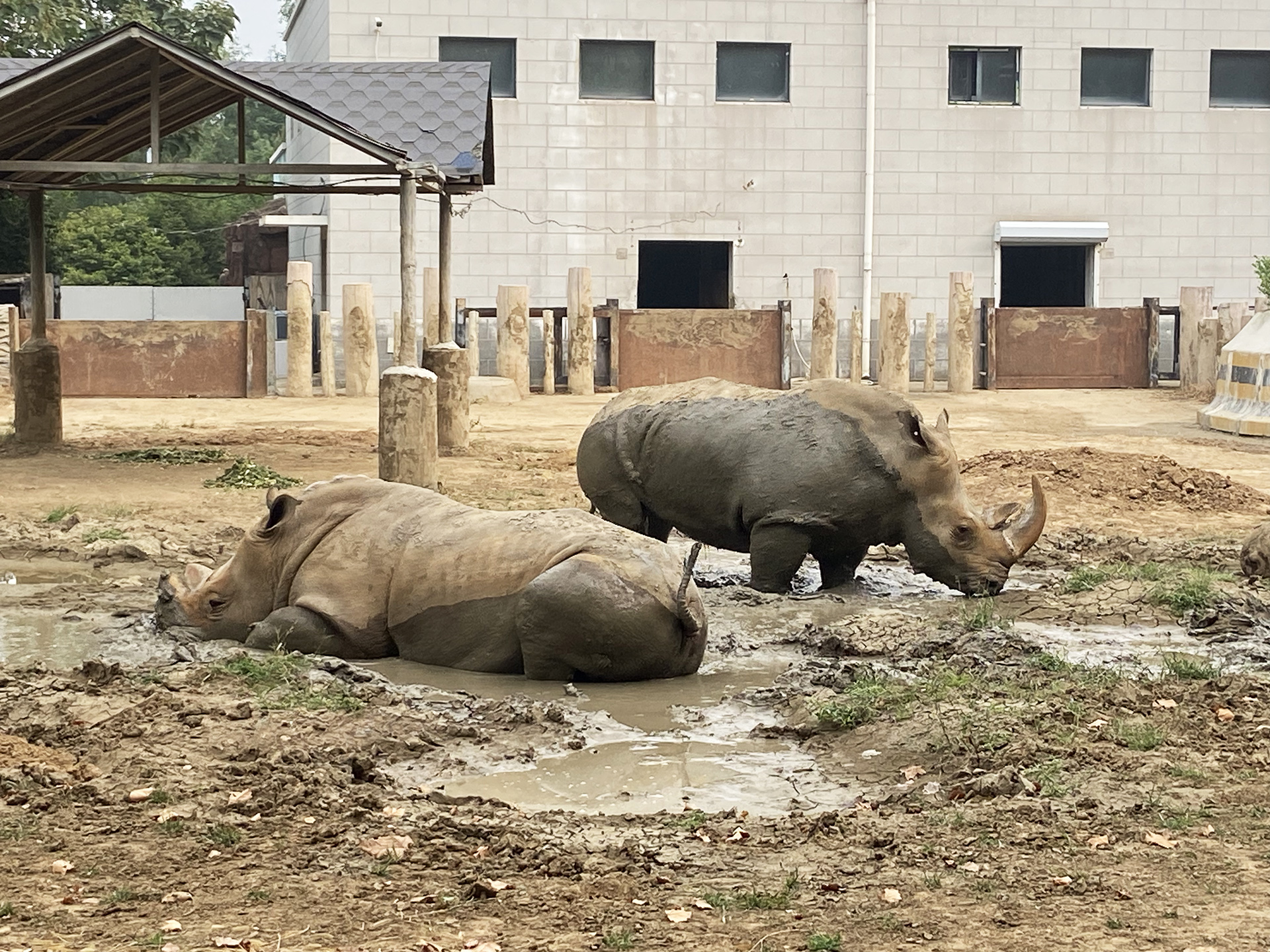 Two rhinos are seen at Tangshan Zoo in Hebei Province on September 26, 2026. /CGTN