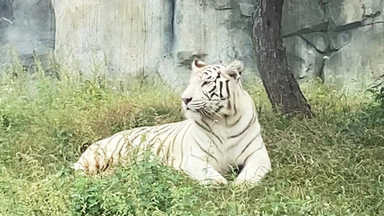 Meet the adorable animals at Tangshan Zoo