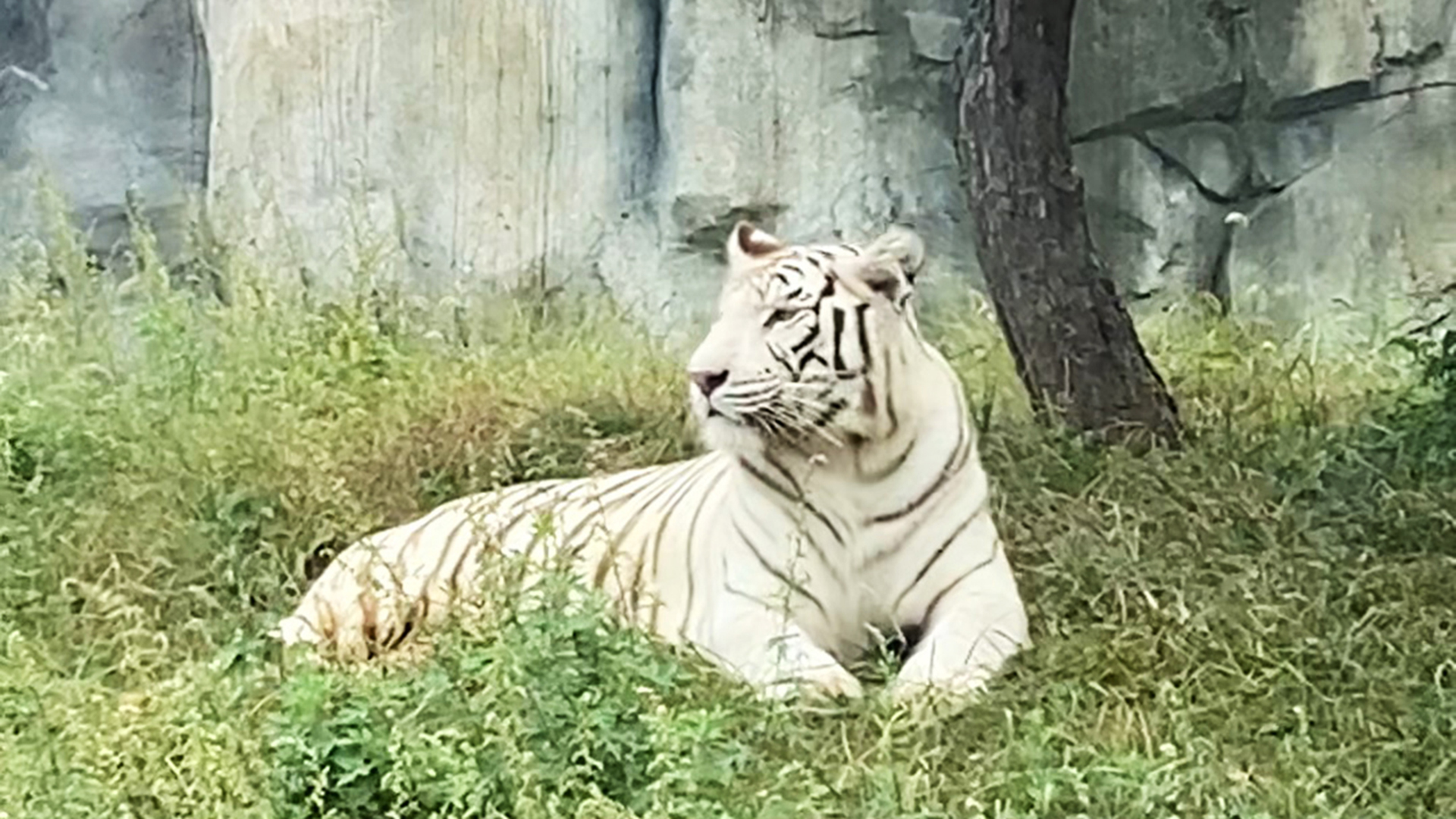 Meet the adorable animals at Tangshan Zoo