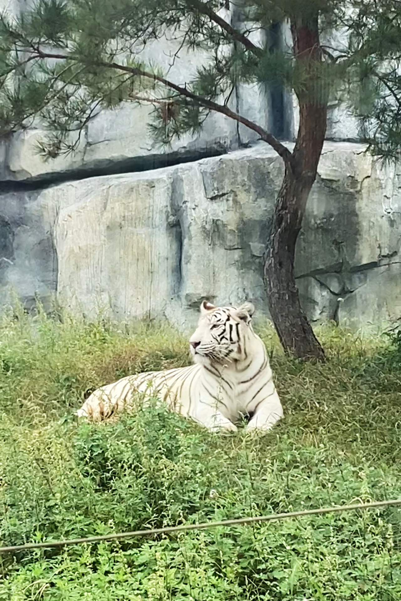 A tiger is seen at Tangshan Zoo in Hebei Province on September 26, 2026. /CGTN