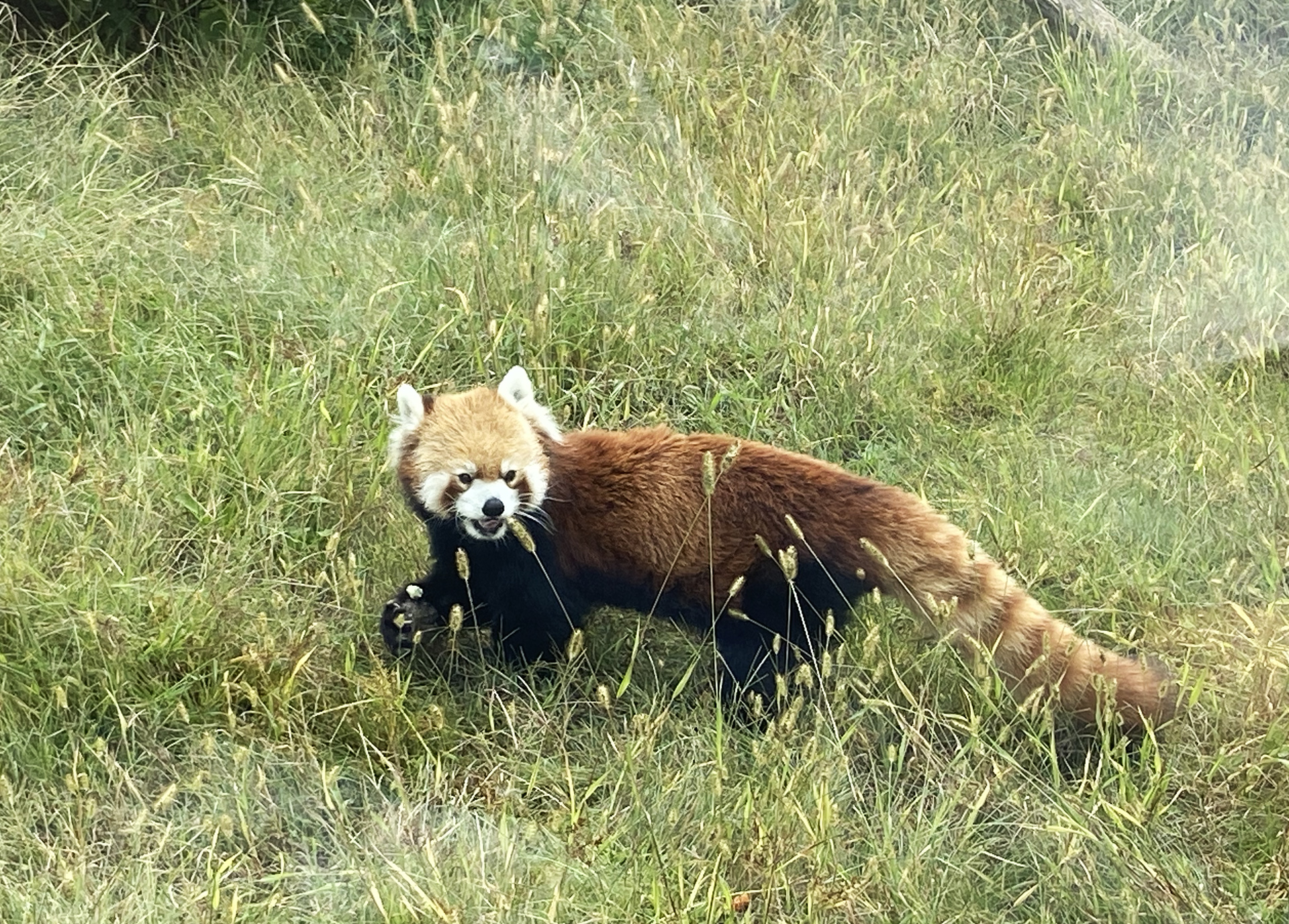 A red panda is seen at Tangshan Zoo in Hebei Province on September 26, 2026. /CGTN