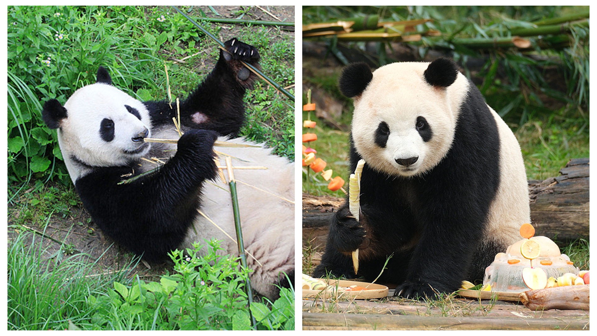 Why two giant pandas are heading to the US for 10 years