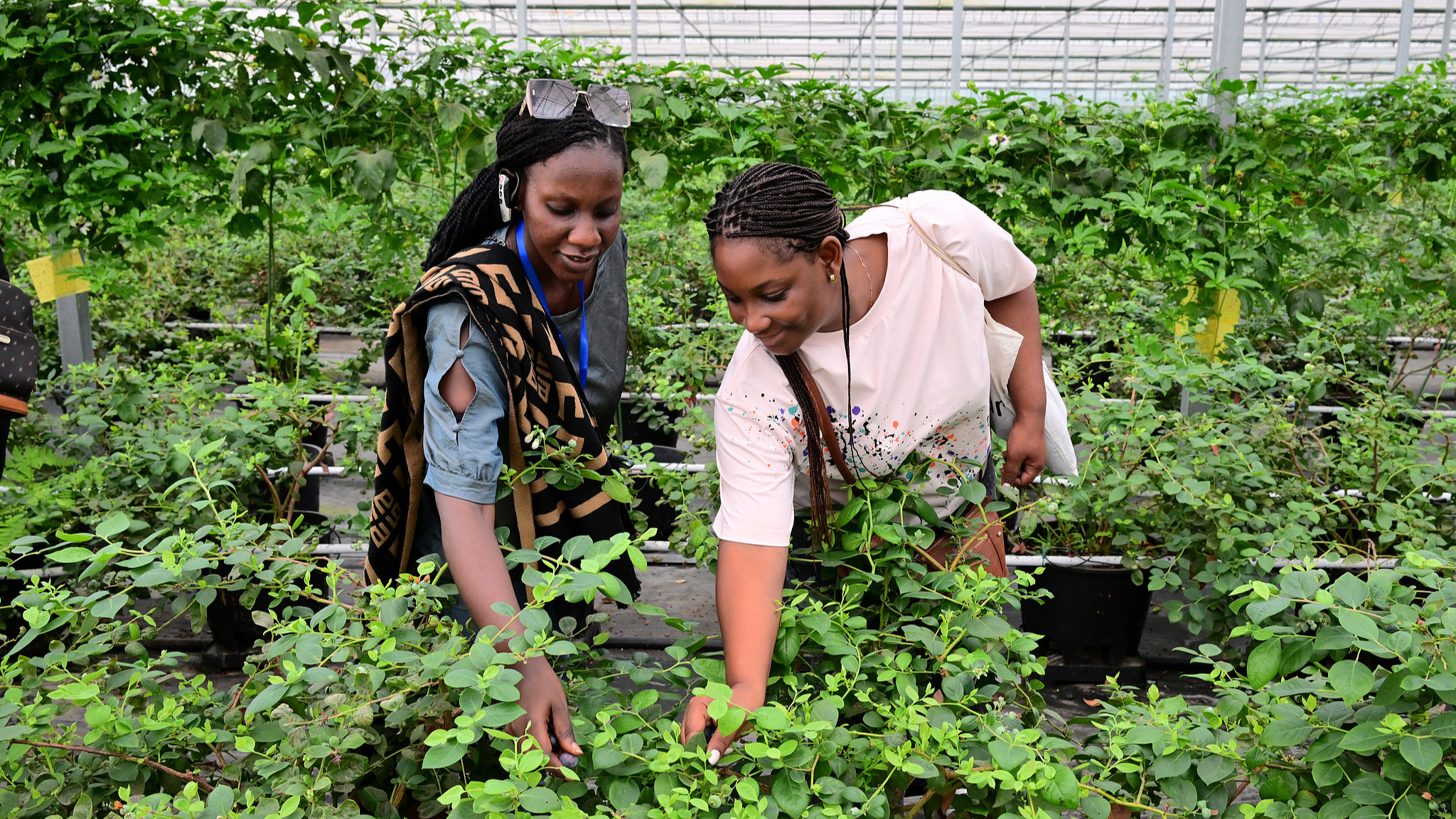 African scholars visit a smart blueberry cultivation facility in Jinhua, east China's Zhejiang Province, May 23, 2026. /VCG