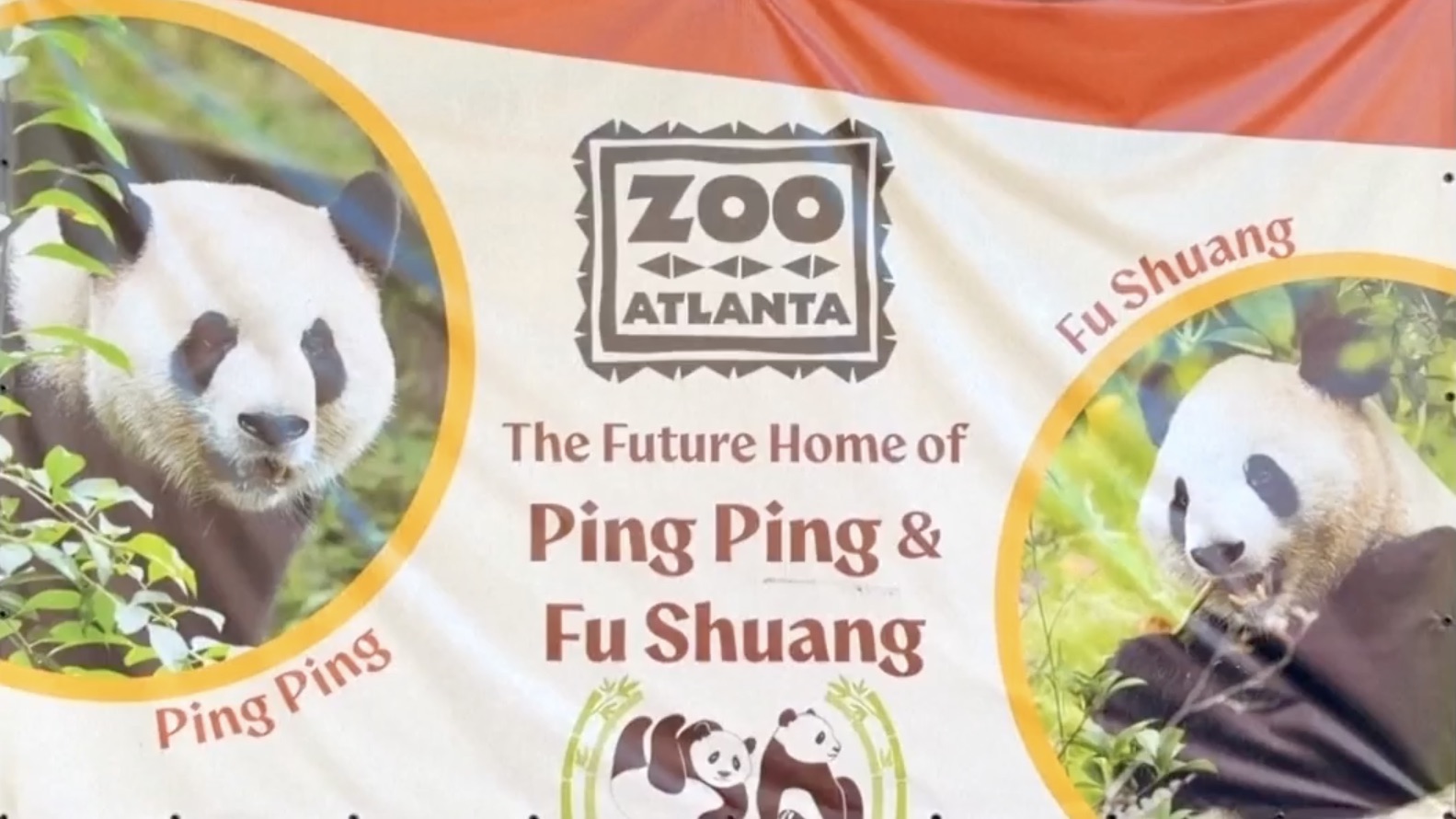 New pandas arrive in Atlanta, bringing excitement and fond memories