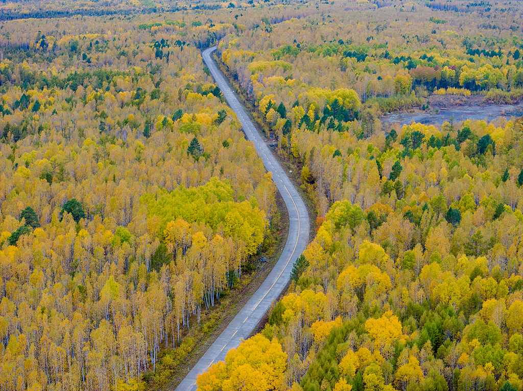 Golden birch trees line Genbai Road in the Greater Khingan Range of Inner Mongolia in autumn. /VCG